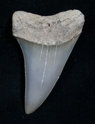 Fossil Giant Mako Shark Tooth - Virginia #5550